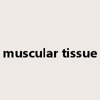 muscular tissue是什么意思
