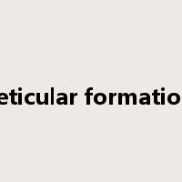 reticular formation是什么意思