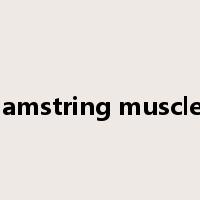 hamstring muscles是什么意思