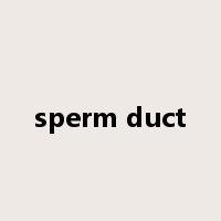 sperm duct是什么意思