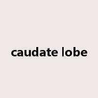 caudate lobe是什么意思