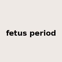 fetus period是什么意思