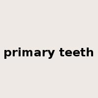 primary teeth是什么意思