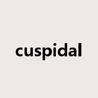 cuspidal是什么意思