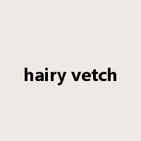 hairy vetch是什么意思
