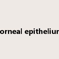 corneal epithelium是什么意思