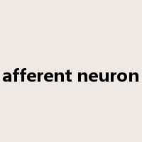 afferent neuron是什么意思