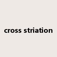 cross striation是什么意思