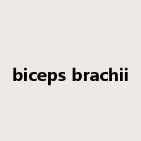 biceps brachii是什么意思