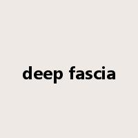 deep fascia是什么意思