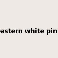 eastern white pine是什么意思