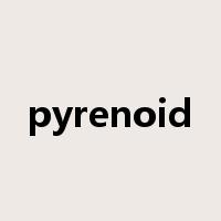 pyrenoid是什么意思