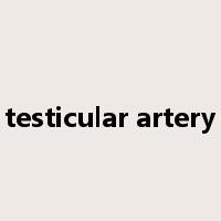 testicular artery是什么意思