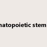 hematopoietic stem cell是什么意思