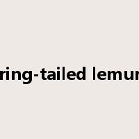 ring-tailed lemur是什么意思