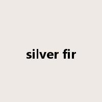 silver fir是什么意思