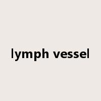 lymph vessel是什么意思