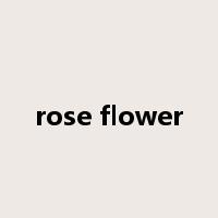 rose flower是什么意思
