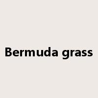 Bermuda grass是什么意思