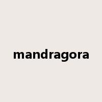 mandragora是什么意思