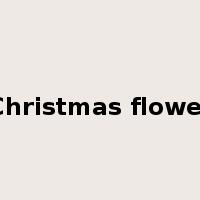 Christmas flower是什么意思