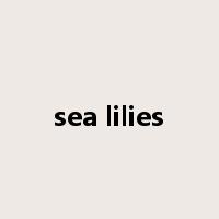 sea lilies是什么意思