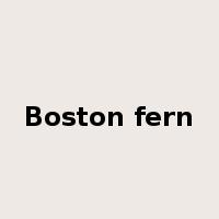 Boston fern是什么意思