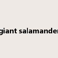 giant salamander是什么意思