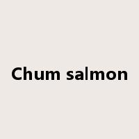 Chum salmon是什么意思