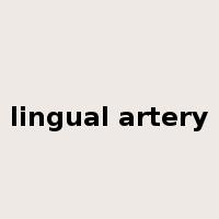 lingual artery是什么意思