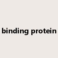 binding protein是什么意思
