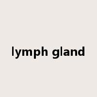 lymph gland是什么意思